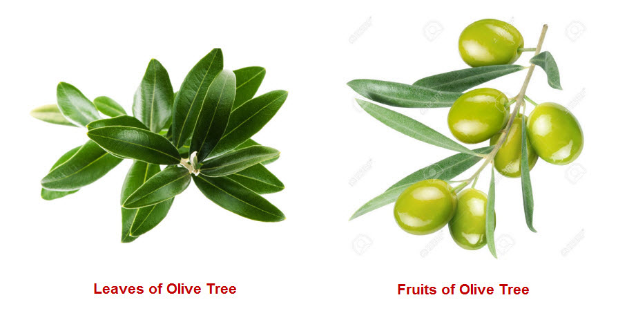 Olive Tree Leaves and Fruits